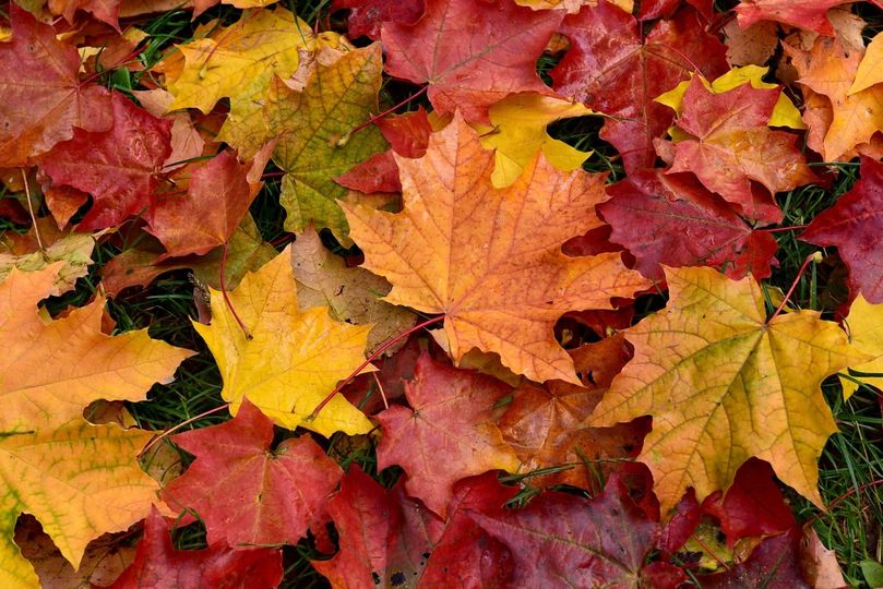 DeKalb Leaf Collection Begins 10/26/20