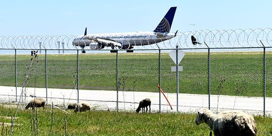 Goats, Sheep & Bees at O'Hare—O'My