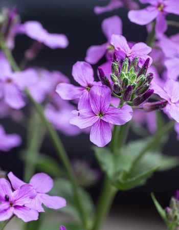 DeKalb Park District