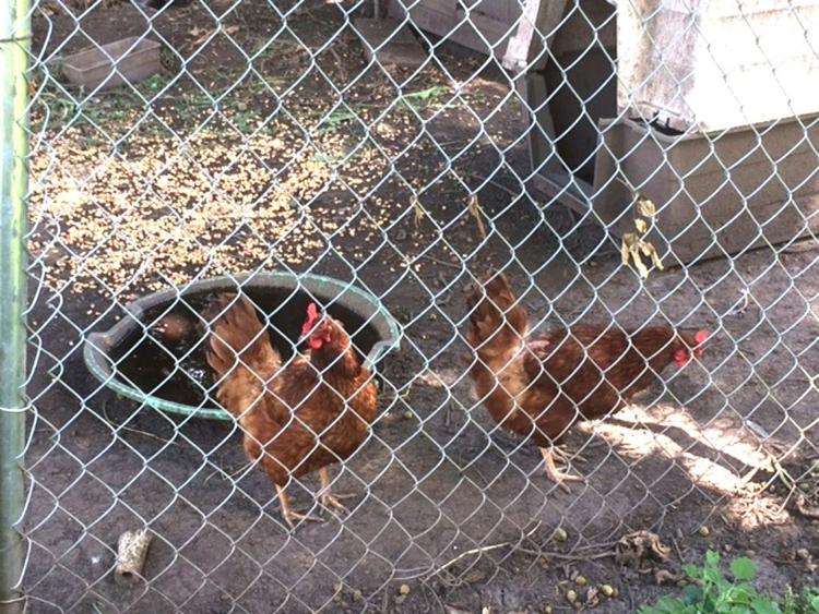 County Board Votes Against Allowing Backyard Chickens in Rural DeKalb County