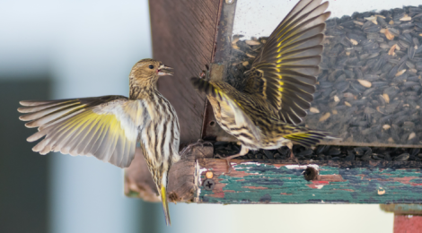 Good Natured: It Must Be 2020 — Birds Are ‘Irrupting’ All Over Kane County!