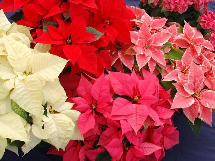NATIONAL POINSETTIA DAY - December 12