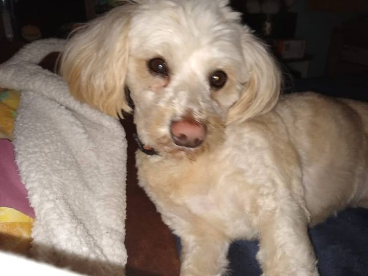 National Mutt Day- December 2