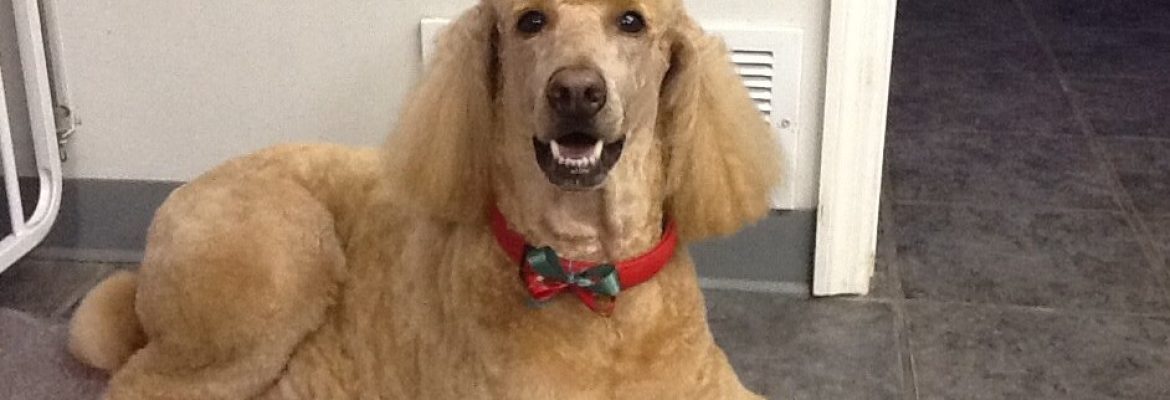 Kathy’s K-9 Kottage