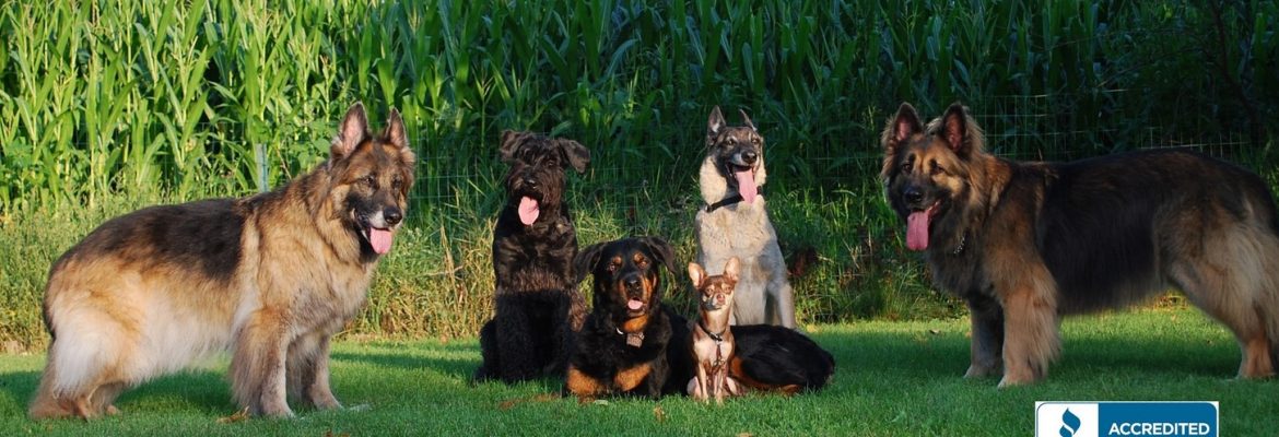 Teacher’s Pet K-9 School