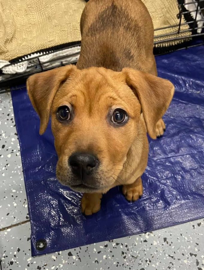 Stolen Puppy From Tails Humane Society Returned Safely