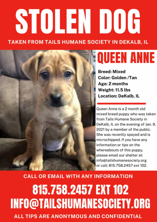 Tails Humane Society Reports Stolen Puppy