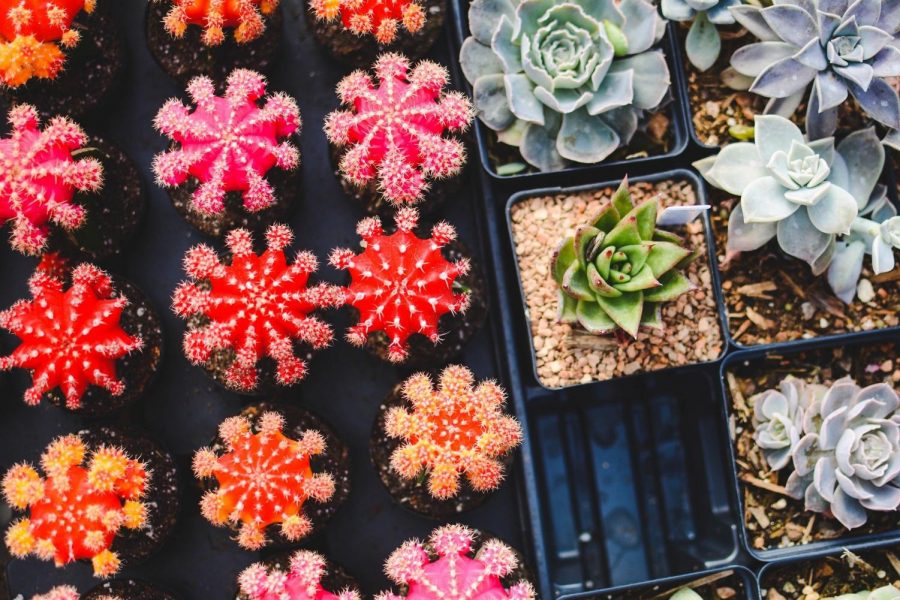 Graduate Students Sell Valentine’s Day Succulents
