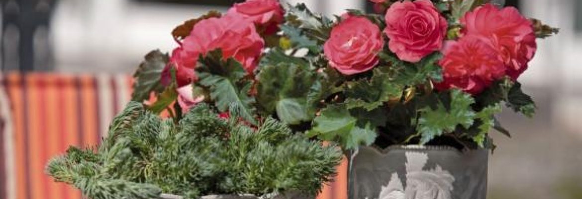 Ernst Benary of America, Inc.