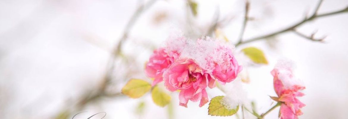 Embracing Grace Photography